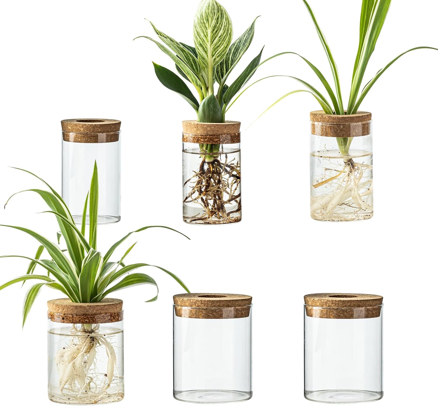 Glass Propagation Station — Rooting Vases with Wooden Stand — image 1 Glass Propagation Station — Rooting Vases with Wooden Stand