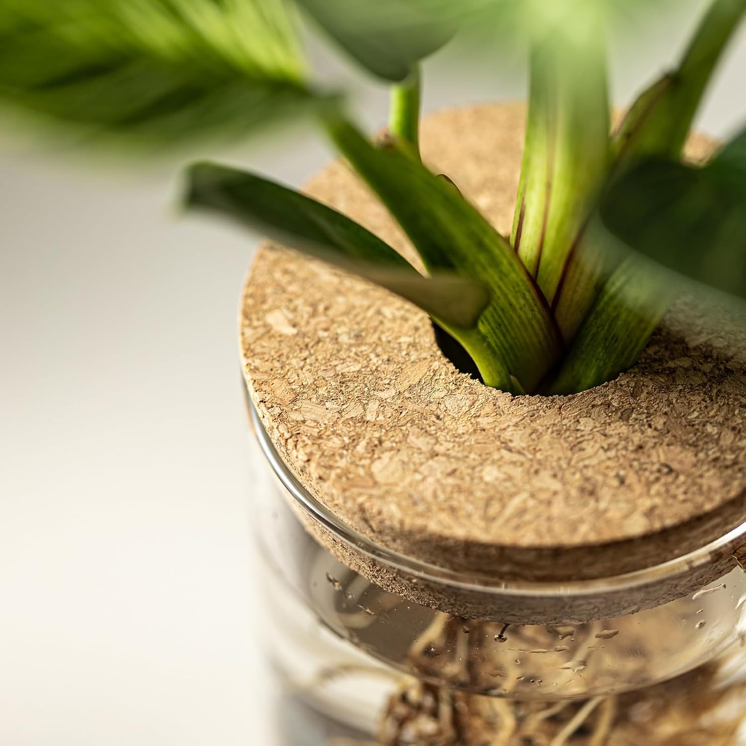 Glass Propagation Station — Rooting Vases with Wooden Stand